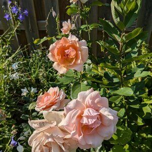 Meet your Posher, Ellie